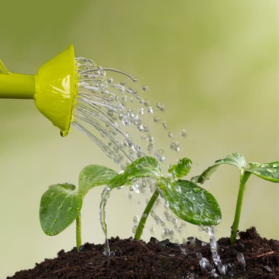 Water wordt op een jonge plant gegoten; symboliseert het stimuleren van het zelfhelend vermogen, herstel bij Hashimoto en trage schildklier